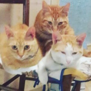 poesia i gatti gabriella midili